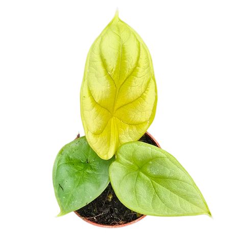 Alocasia 'Golden Dragon'