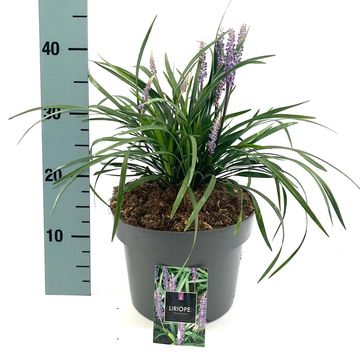 Liriope muscari 'Moneymaker'