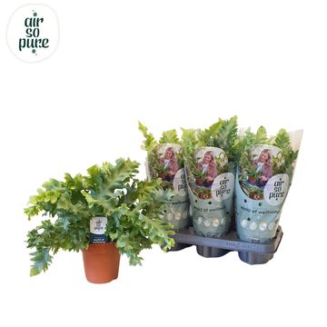 Phlebodium aureum DAVANA