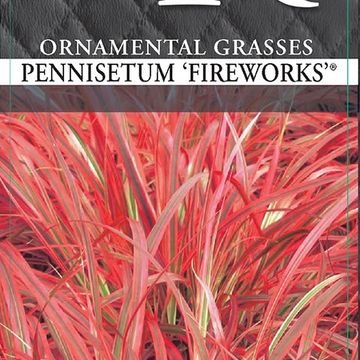 Pennisetum advena 'Fireworks'