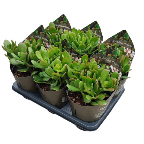 Crassula portulacea