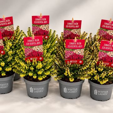 Erica carnea WINTER LADIES MIX