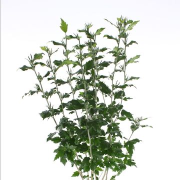 Hibiscus syriacus 'Speciosus'