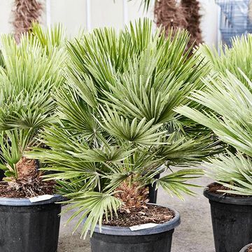 Chamaerops humilis 'Vulcano'