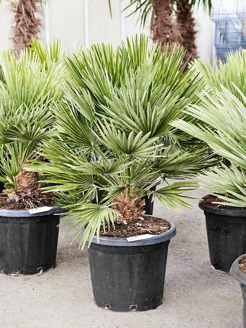 Chamaerops humilis 'Vulcano'