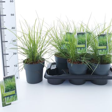 Sesleria autumnalis