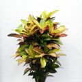 Codiaeum variegatum 'Mrs Iceton'