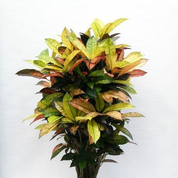 Codiaeum variegatum 'Mrs Iceton'