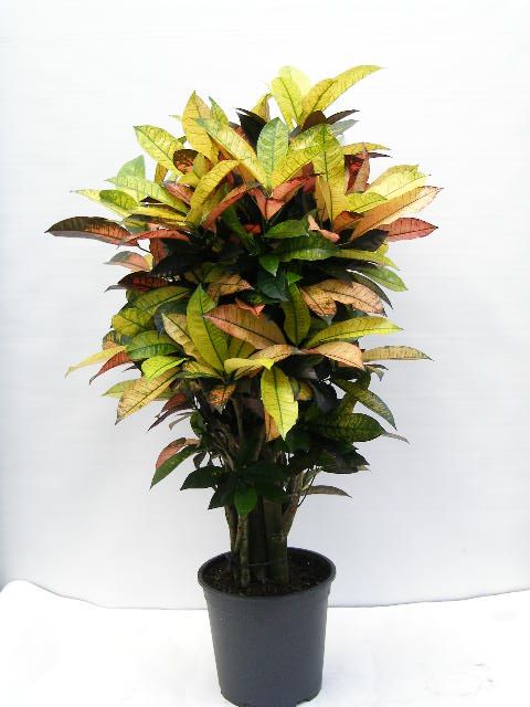 Codiaeum variegatum 'Mrs Iceton'