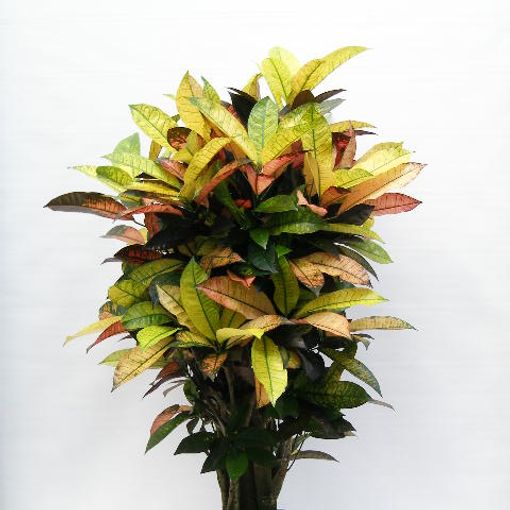 Codiaeum variegatum 'Mrs Iceton'