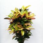 Codiaeum variegatum 'Mrs Iceton'