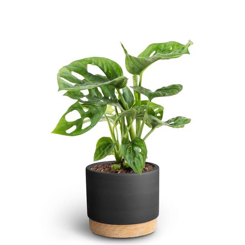 Monstera friedrichsthalii