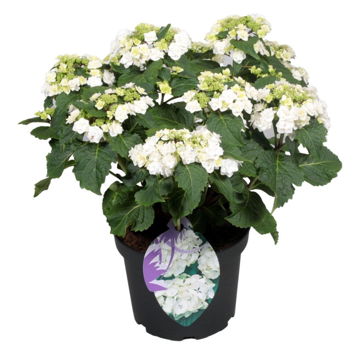 Hydrangea macrophylla WEDDING GOWN — Plant Wholesale FlorAccess