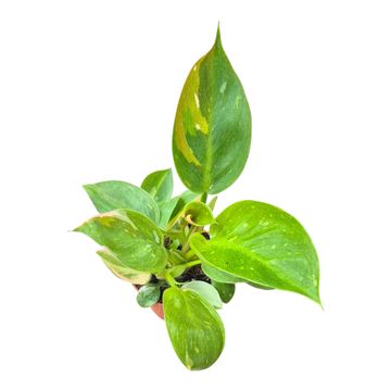 Philodendron 'Green Congo Less Variegata'