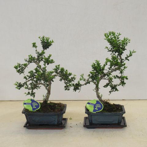 Ilex crenata