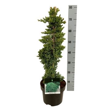 Juniperus procumbens 'Nana'