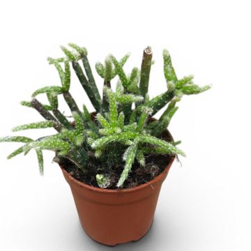 Rhipsalis pilocarpa