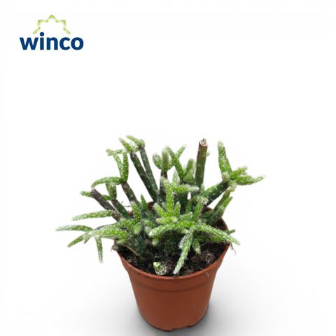 Rhipsalis pilocarpa