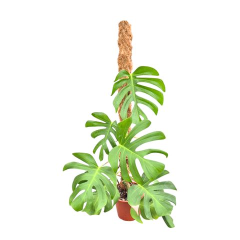 Monstera deliciosa 'Sierrana'