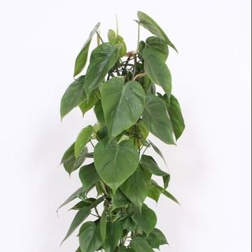 Filodendron scandens