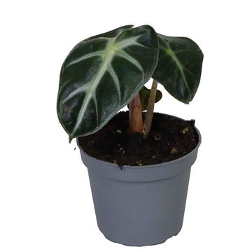 Alocasia baginda