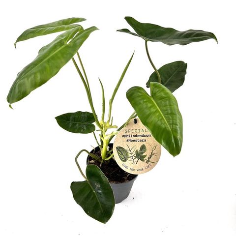 Philodendron burle-marxii