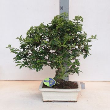 Pyracantha angustifolia