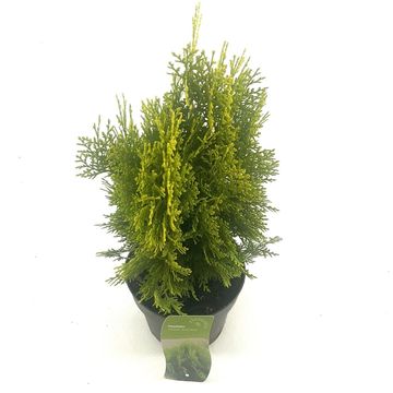 Platycladus orientalis 'Aurea Nana'