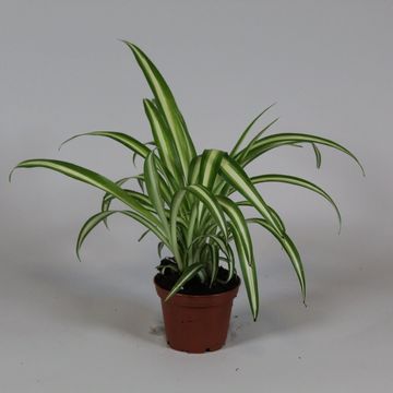 Chlorophytum comosum 'Variegatum'