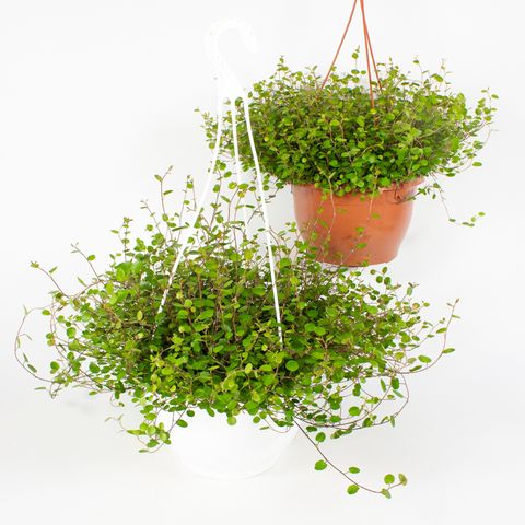 Muehlenbeckia complexa