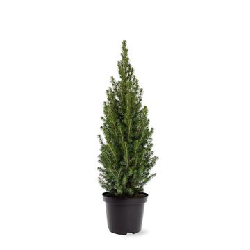 Picea glauca PERFECTA