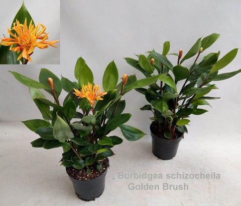 Burbidgea schizocheila