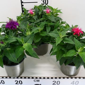 Monarda MIX