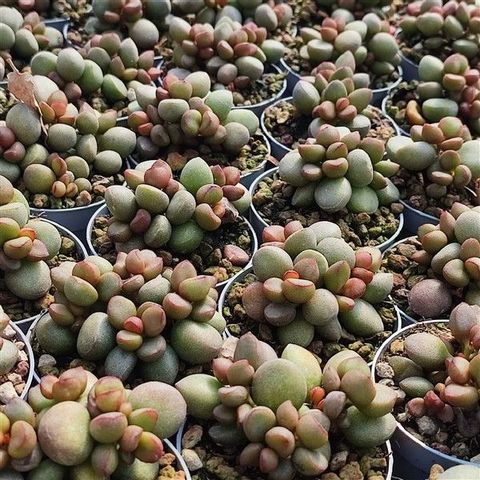 Adromischus marianae 'Little Spheroid'
