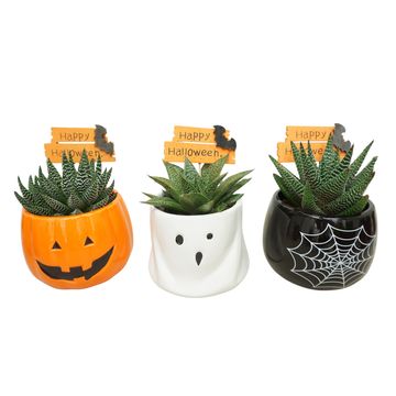 Succulents ALOE / HAWORTHIA MIX