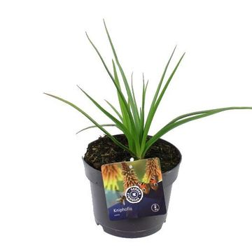 Kniphofia uvaria