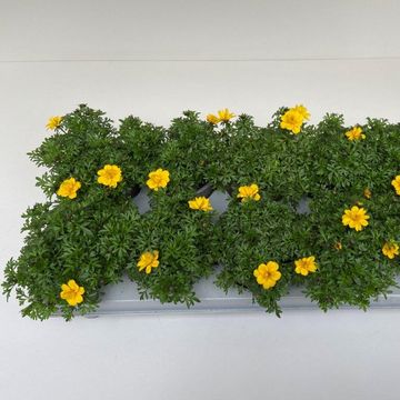 Bidens ferulifolia YELLOW CHARM