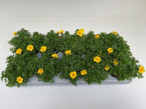 Bidens ferulifolia YELLOW CHARM