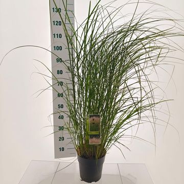 Miscanthus sinensis 'Kleine Silberspinne'
