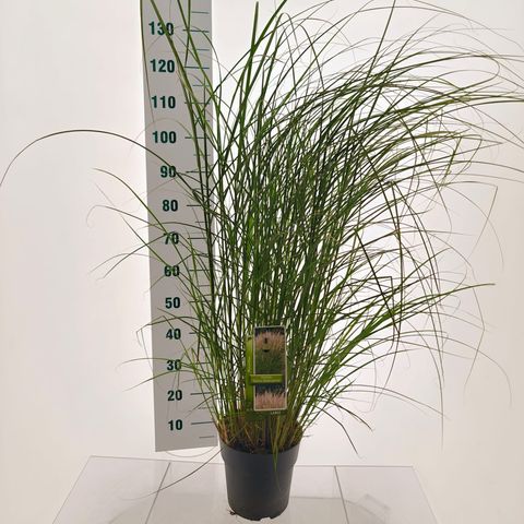 Miscanthus sinensis 'Kleine Silberspinne'