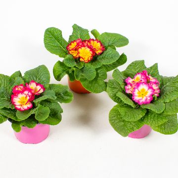 Primula vulgaris SCENTSATION MIX