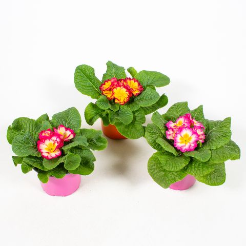 Primula vulgaris SCENTSATION MIX