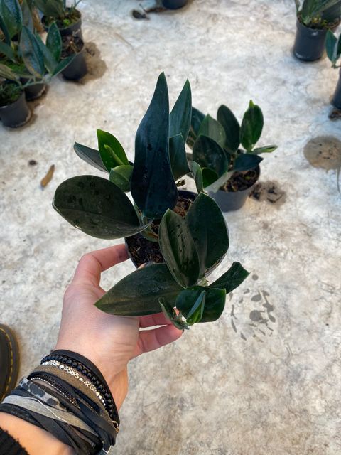 Scindapsus treubii DARK FORM