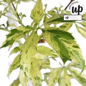 Parthenocissus quinquefolia STAR SHOWERS