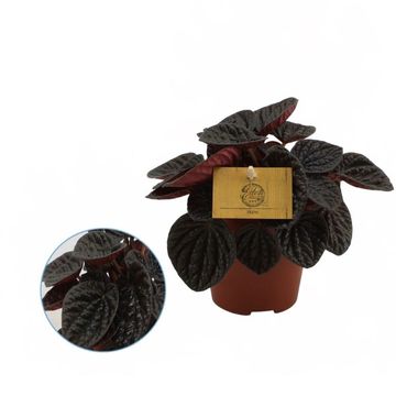 Peperomia 'Chocolat'