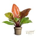 Philodendron 'Prince of Orange'