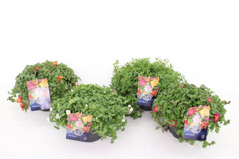Portulaca MIX
