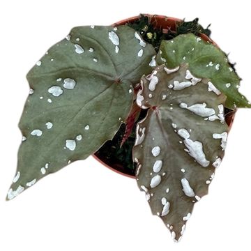 Begonia sp. Sumatra