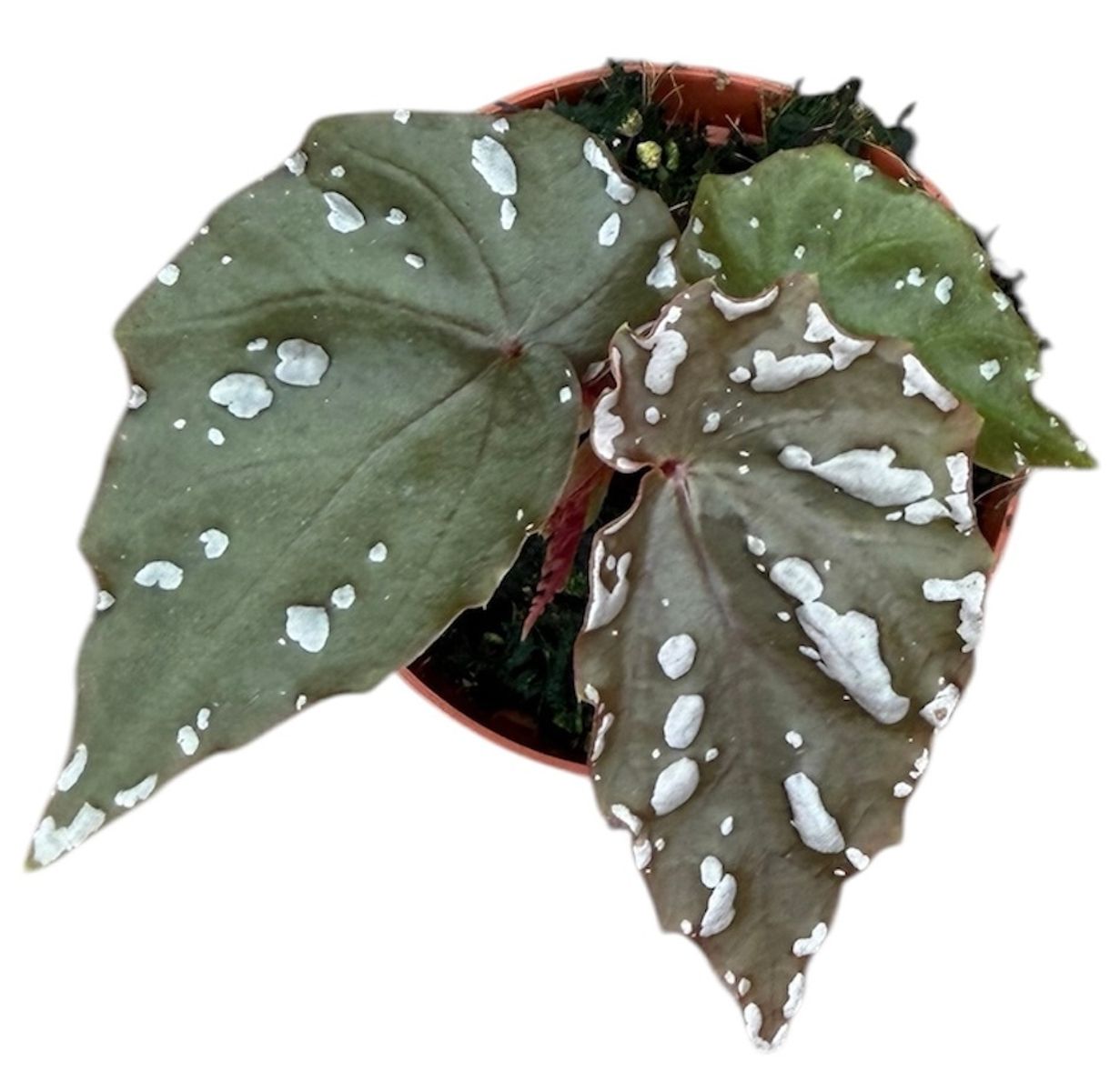 Begonia sp. Sumatra — Растения Оптовая FlorAccess