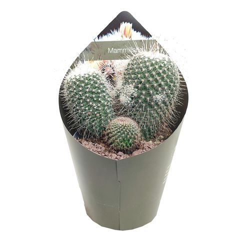 Mammillaria geminispina